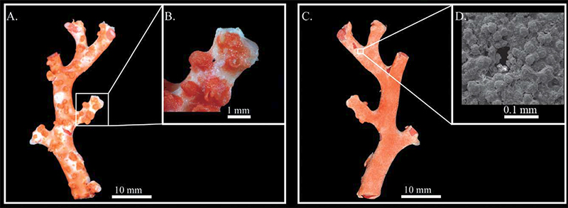Holotype of: Corallium carusrubrum n. sp., ASIZ0000960: (A) "front" of the colony; (B) close-up of the cortical mounds; (C) "back" of the colony; (D) EM image of the cortex - the pore is the opening of a solenian canal. After (Tu T. et al., 2012)