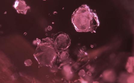 Automorphous margarite crystals in an unheated ruby from Mozambique